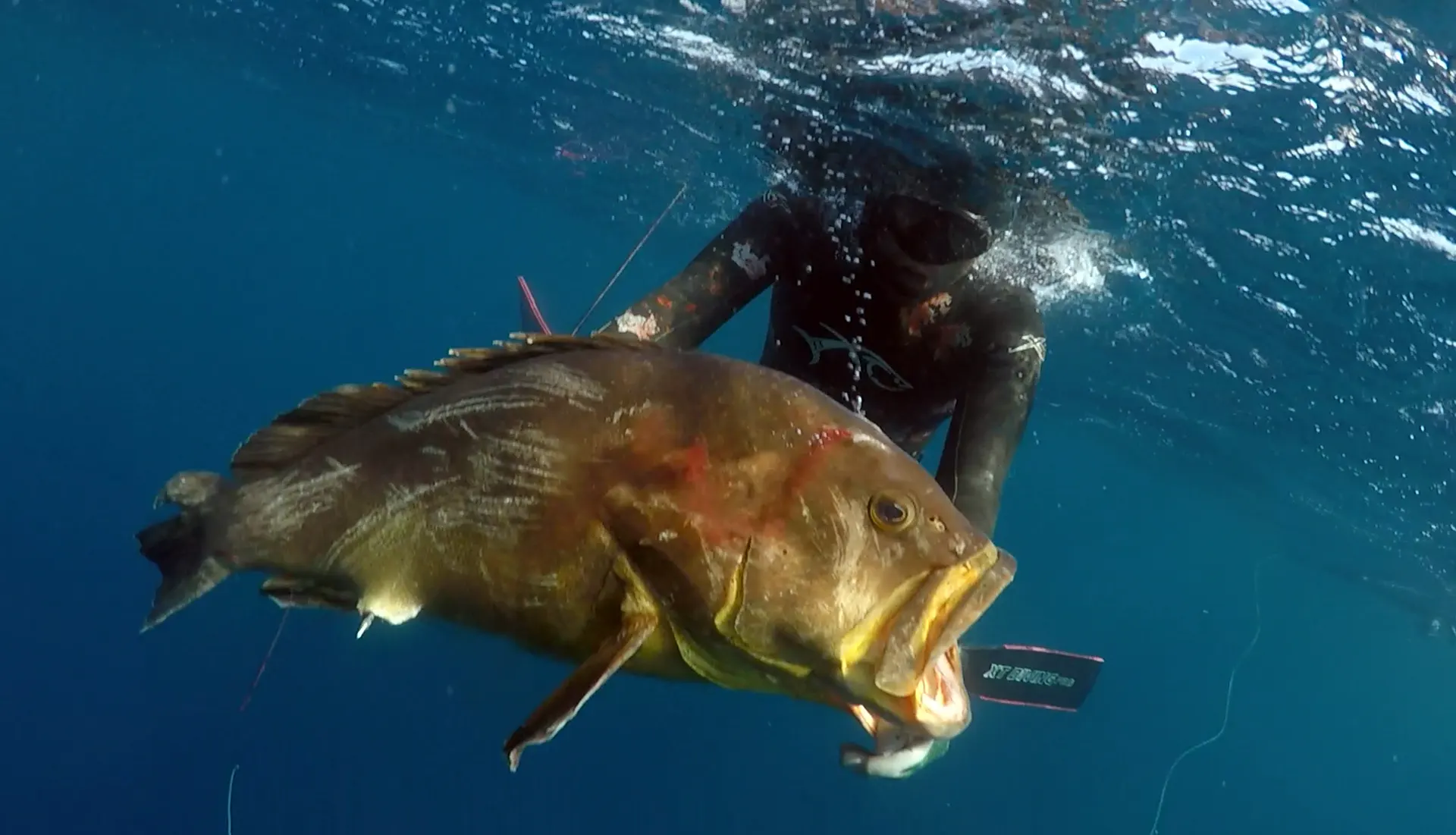 https://www.cmas.org/images/2023/03/22/spearfishing_everview.webp