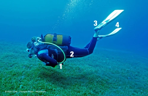 Respectfully using scuba fins (EN/FR/ES)