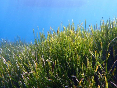 The Importance of Posidonia Restoration
