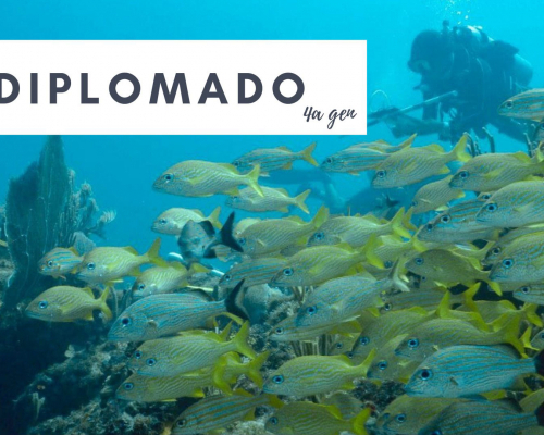 The fourth edition of the Diploma in Applied Diving Techniques for Underwater Research