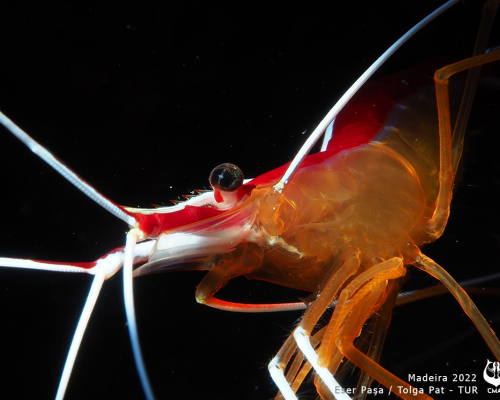 VISUAL 19th CMAS Photo and 5th Video World Championship