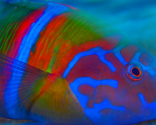 VISUAL	2nd Arab Championships for Underwater Photography