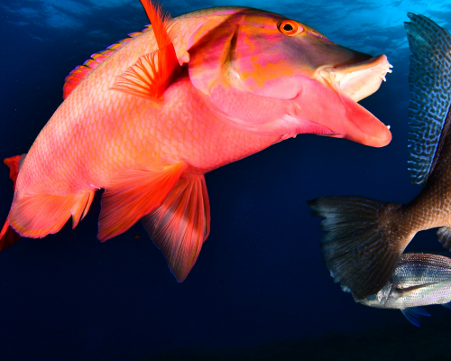 II Open Photo and Video Championship